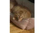 Adopt Tiffy or Kitty a Orange or Red Tabby / Mixed (long coat) cat in La