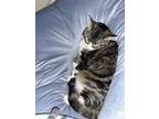 Adopt Seneca a Brown Tabby Domestic Shorthair / Mixed (short coat) cat in