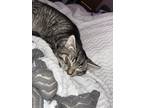 Adopt Circle a Brown Tabby Domestic Shorthair / Mixed (short coat) cat in