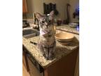 Adopt Eli a Tan or Fawn Tabby American Shorthair / Mixed (medium coat) cat in