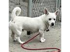 Adopt Chino a White Terrier (Unknown Type, Medium) / Mixed dog in Oakland