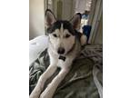 Adopt Keiko a Black Husky / Husky / Mixed dog in Floresville, TX (40950520)