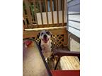 Adopt Guinness a Brindle - with White Catahoula Leopard Dog / Mixed dog in