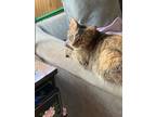 Adopt Nonny a Tortoiseshell Domestic Shorthair / Mixed (short coat) cat in