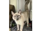 Adopt Patrick a Siamese / Mixed cat in Prince George, BC (41416240)