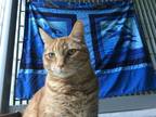 Adopt Mister a Domestic Shorthair / Mixed cat in Nanaimo, BC (41456417)