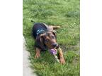 Adopt Penelope a Coonhound / Mixed dog in Nanaimo, BC (41388001)