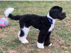 Adopt ANABELL a Tricolor (Tan/Brown & Black & White) Goldendoodle / Mixed dog in