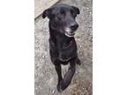 Adopt Saylor a Labrador Retriever / Mixed dog in Chilliwack, BC (41456412)
