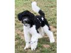 Adopt ACE a Tricolor (Tan/Brown & Black & White) Goldendoodle / Mixed dog in