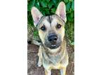 Adopt Dakota a Shepherd (Unknown Type) / Mixed dog in Norman, OK (41456354)