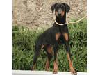 Adopt Hera* a Doberman Pinscher / Mixed dog in Pomona, CA (41456350)