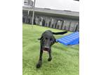 Adopt Cody a Black German Shepherd Dog / Labrador Retriever / Mixed dog in