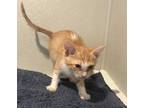 Adopt a Domestic Shorthair / Mixed cat in Pomona, CA (41456349)