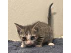 Adopt Fl 12 a Domestic Shorthair / Mixed cat in Pomona, CA (41456347)