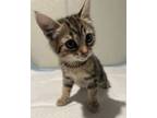 Adopt Fl 1-2 a Domestic Shorthair / Mixed cat in Pomona, CA (41456344)