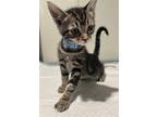 Adopt Fl1-2 a Domestic Shorthair / Mixed cat in Pomona, CA (41456343)