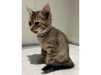 Adopt Fl 1-2 a Domestic Shorthair / Mixed cat in Pomona, CA (41456341)