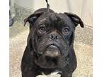 Adopt Austin* a Pug / Mixed dog in Pomona, CA (41456339)