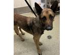 Adopt Kevin* a German Shepherd Dog / Mixed dog in Pomona, CA (41456337)