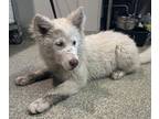 Adopt Dakota* a Alaskan Malamute / Mixed dog in Pomona, CA (41456336)