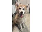 Adopt Paris* a Alaskan Malamute / Mixed dog in Pomona, CA (41456335)