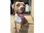 Adopt Denver* a Pit Bull Terrier / Mixed dog in Pomona, CA (41456334)
