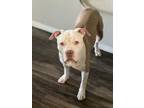 Adopt Mac a White - with Tan, Yellow or Fawn American Staffordshire Terrier /