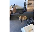 Adopt Lilly a Orange or Red Domestic Shorthair / Mixed (medium coat) cat in