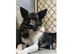 Adopt Bailey a Border Collie / German Shepherd Dog / Mixed dog in Burnaby