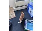 Adopt Adear a Brown Tabby Domestic Shorthair / Mixed (short coat) cat in