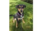 Adopt Elliot a German Shepherd Dog / Mixed dog in Vancouver, WA (41442116)