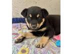 Adopt Treasure a Black Shepherd (Unknown Type) / Mixed dog in Espanola