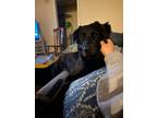 Adopt Kaido a Black Labrador Retriever / Golden Retriever / Mixed dog in
