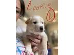 Adopt Cookie a Tan/Yellow/Fawn Mixed Breed (Large) / Mixed dog in Saskatoon