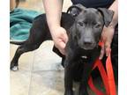 Adopt 5/17 a Black Mixed Breed (Medium) / Mixed dog in Wichita Falls