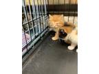 Adopt 55912704 a Orange or Red Domestic Shorthair / Domestic Shorthair / Mixed