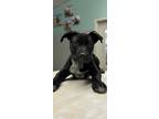 Adopt Charmaine a Black American Pit Bull Terrier / American Staffordshire