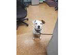Adopt Jay a White Terrier (Unknown Type, Medium) / Mixed Breed (Medium) / Mixed