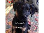 Adopt Scout a Black German Wirehaired Pointer / Mixed dog in Beatrice