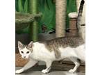 Adopt Detailed a White Domestic Shorthair / Domestic Shorthair / Mixed cat in