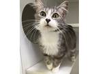 Adopt Lovey a Gray or Blue Domestic Longhair / Domestic Shorthair / Mixed cat in