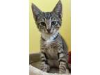 Adopt Teddy a Brown or Chocolate Domestic Shorthair / Domestic Shorthair / Mixed