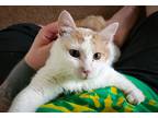 Adopt Roland a Orange or Red (Mostly) American Shorthair / Mixed (short coat)