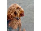 Adopt Buddy a Red/Golden/Orange/Chestnut Bernedoodle / Mixed dog in New York