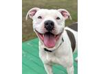 Adopt Buttons a White American Staffordshire Terrier / Mixed dog in San Antonio