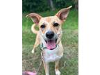 Adopt Anchovy a Tan/Yellow/Fawn Shepherd (Unknown Type) / Mixed dog in San