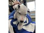 Adopt 55913759 a White Dalmatian / Mixed dog in San Marcos, TX (41456221)