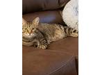 Adopt Marvin a Tiger Striped Domestic Shorthair / Mixed (short coat) cat in