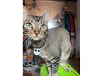 Adopt Pennywise a Tabby, Domestic Short Hair